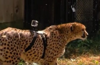 GoPro strapped to a cheetah captures the big cat’s thrilling speed [video]