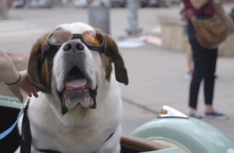 These phone-battery saving St. Bernard pups were the cutest thing we saw at SXSW